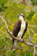 Osprey