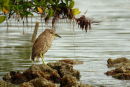 Juvenile Black-crowned Night-Heron