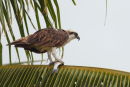 Osprey with dinner