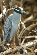 Yellow-crowned Night-Heron