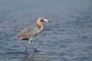 Reddish Egret