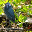 Little Blue Heron