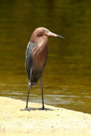Reddish Egret