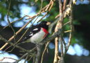 Rose-breasted Grosbeak