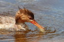 Red-breasted Meganser