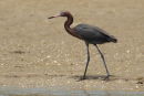 Reddish Egret