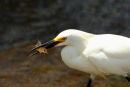 Snowy Egret with lunch