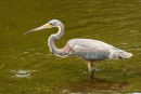 Tricolored Heron