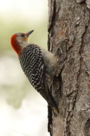 Red-bellied Woodpecker