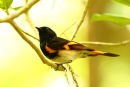 American Redstart