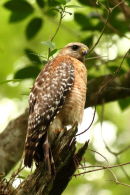 Red-shouldered Hawk