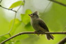 Tufted Titmouse