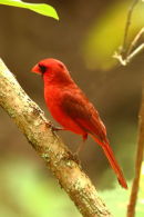 Male Cardinal