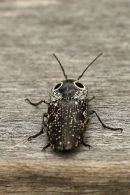 Eyed Click Beetle