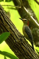 Red-bellied Woodpecker