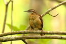 Carolina Wren