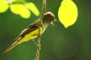 Great Crested Flycatcher