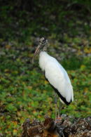 Wood Stork