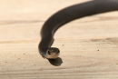 A Black Racer snake