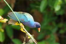 Purple Gallinule