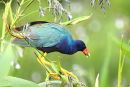 Purple Gallinule