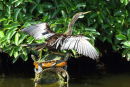 Anhinga on two "supports"