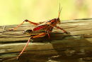 Lubber Grasshopper