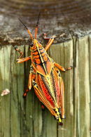 Another Lubber Grasshopper
