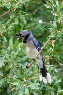 Blue Jay