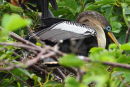 Juvenile Anhinga