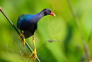 Purple Gallinule