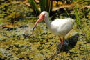 White Ibis