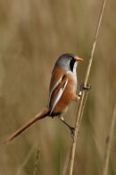 Bearded Tit