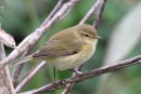 Chiffchaff
