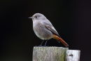 Black Redstart