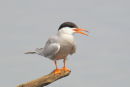 Common Tern
