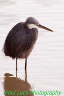 Western Reef Egret