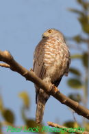 Shikra (juvenile)