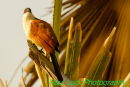 Senegal Coucal