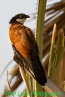 Senegal Coucal