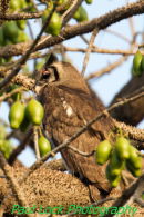 Verreaux's Eagle Owl