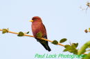 Broad-billed Roller