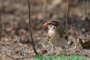 Pin-tailed Whydah