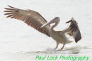 Pink-backed Pelican