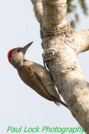 Grey Woodpecker