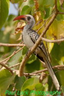 Western Red-billed Hornbill