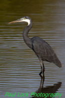 Western Reef Egret