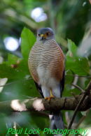 African Goshawk