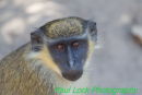 Vervet Monkey