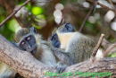 Vervet Monkeys